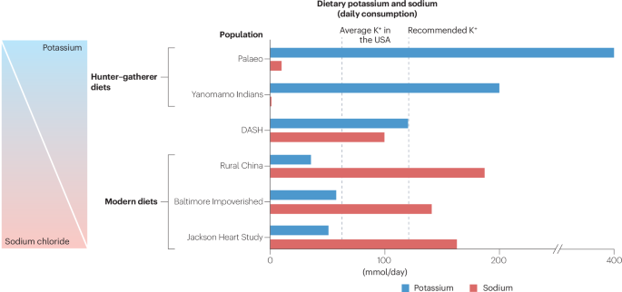 The kidney distal tubule potassium switch, modern diet and hypertension