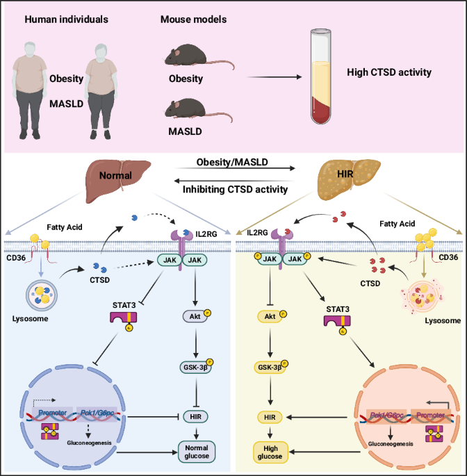 Cathepsin D-driven IL2RG–JAK2 signal hijacking disrupts hepatic insulin action: mechanism-grounded proof that targeting
