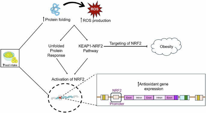 Obesity-associated unfolded protein response, oxidative stress, and NRF2 signaling