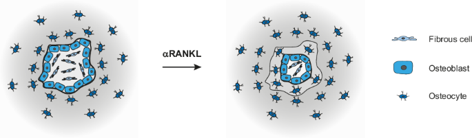 Exploring bone formation mechanism and pattern during RANKL inhibition in a fibrous dysplasia mouse model