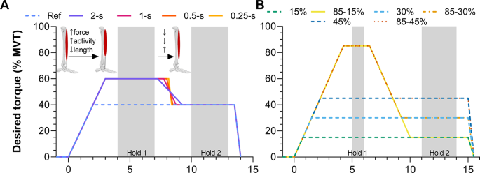 Fascicle lengthening during a large torque reduction subsequently decreases dorsiflexion torque steadiness