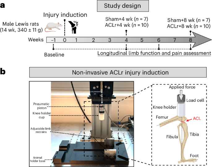 Structural osteoarthritis pathogenesis correlates with distinct pain and dysfunction profiles after ACL injury in rats
