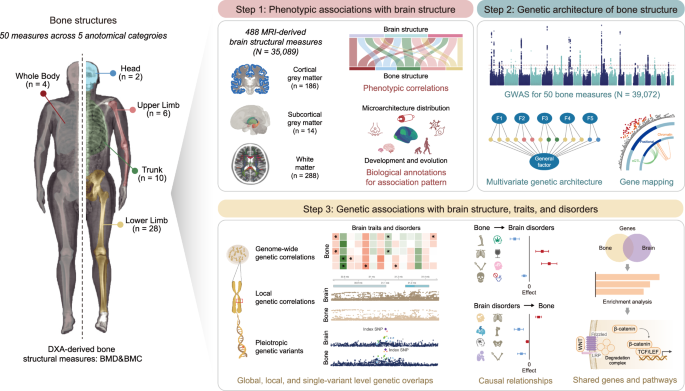 Regional heterogeneity in phenotypic and genetic associations between bone and brain in humans