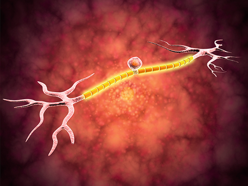 Sensory nerves protect against tendon degeneration