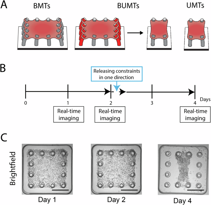 Restoration of structural organization in engineered cardiac microtissues is promoted by cardiomyocyte beating