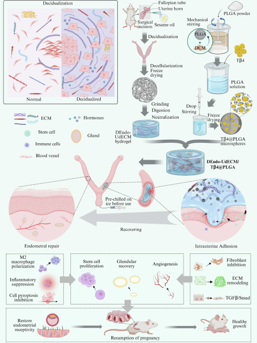 Decidualization-empowered ECM hydrogel integrating sustained Tβ4 release drives endometrial regeneration in intrauterine