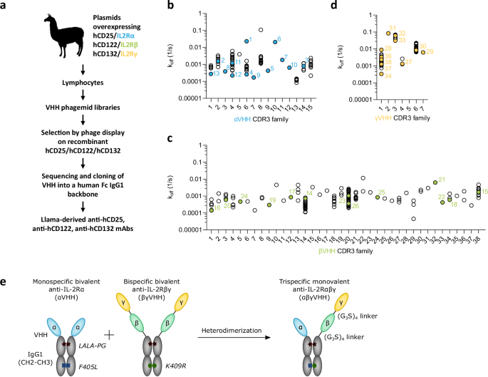 Engineering trispecific IL-2 receptor agonistic antibodies through geometry optimization for enhanced Treg targeting