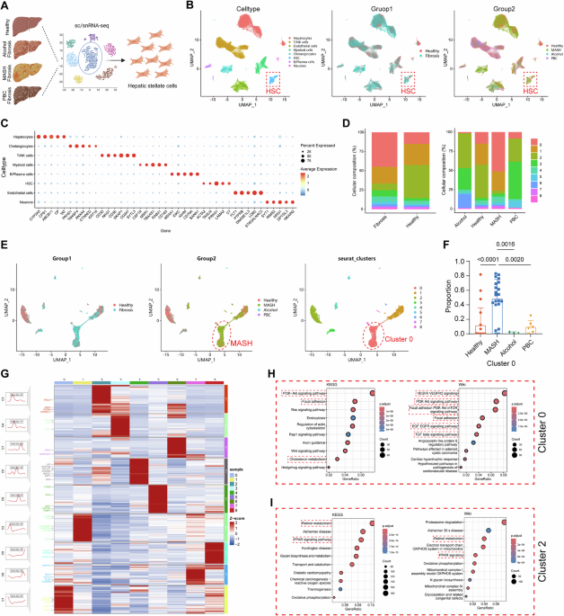 Therapeutic targeting of AREL1 in hepatic stellate cells attenuates MASH-related liver fibrosis