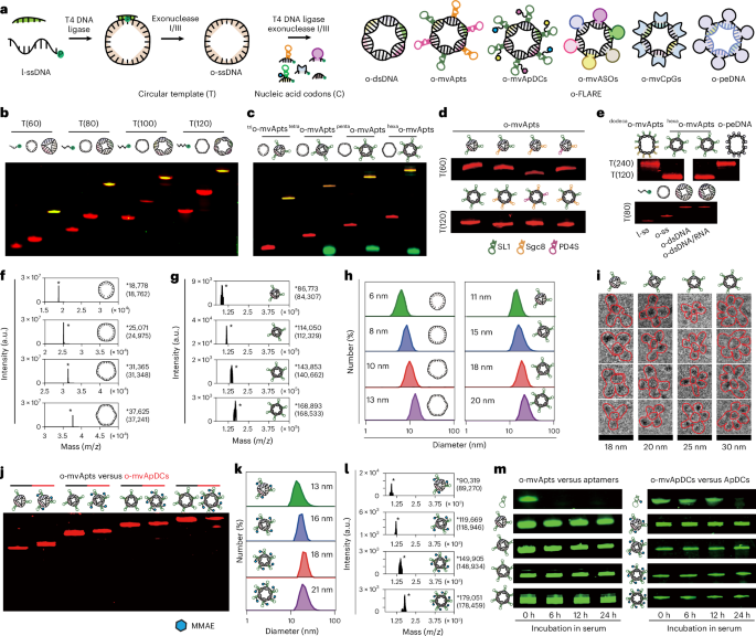 Modular nucleic acid-based construct for delivery of immunostimulatory agonists and oncogene-silencing oligonucleotides