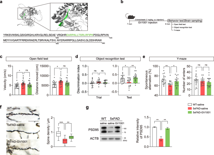 A human telomerase reverse transcriptase-derived peptide GV1001 rescues neurodegeneration in a mouse model of Alzheimer