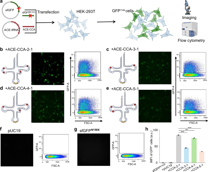 Engineered tRNA reduces vision loss in a mouse model of Leber congenital amaurosis