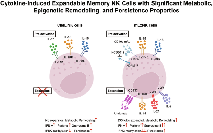 Cytokine-induced expandable memory NK cells with significant metabolic, epigenetic remodeling, and persistence propertie
