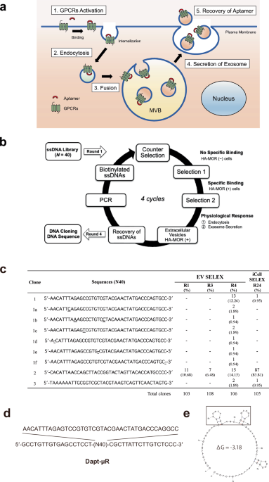 Efficient and specific selection of high-affinity DNA aptamers targeting μ-opioid receptor via functional extracellular