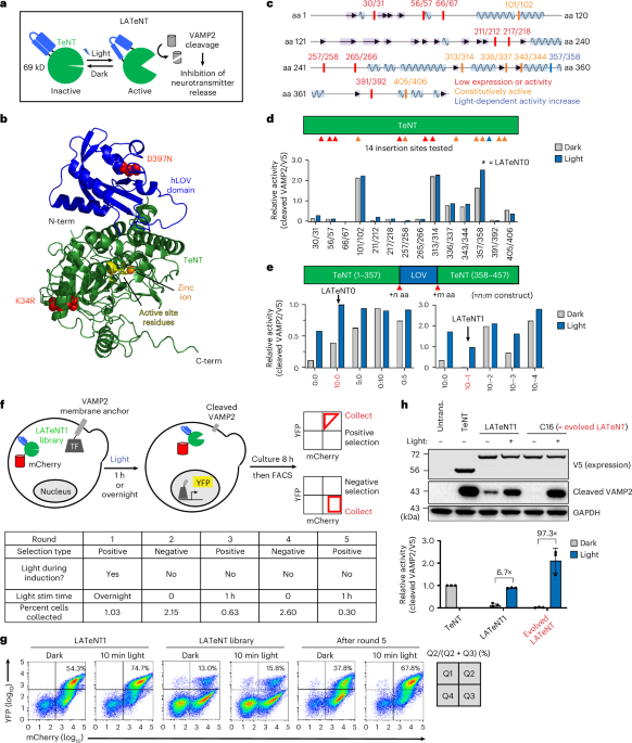 Light-activated tetanus neurotoxin for conditional proteolysis and inducible synaptic inhibition in vivo
