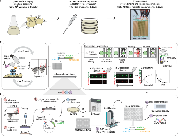 ADAPT-M: a workflow for rapid, quantitative in vitro measurements of enriched protein libraries