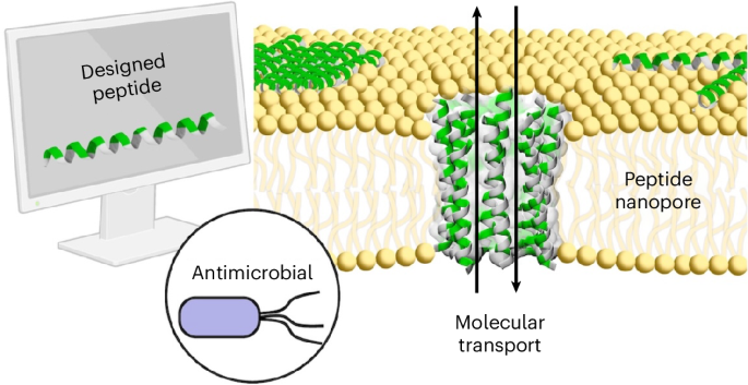 Computational design of antimicrobial peptide nanopores