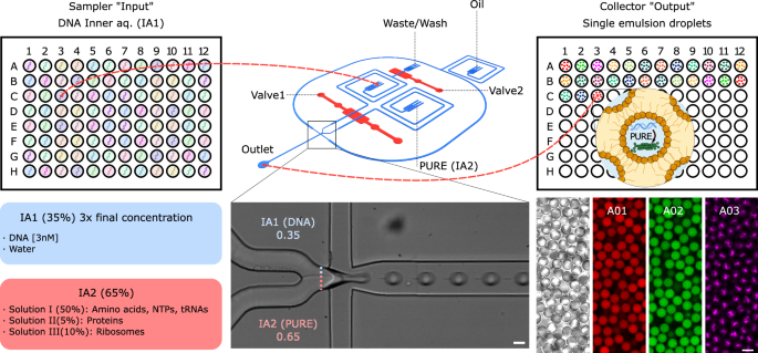 Automated synthetic cell-based screening for designed proteins with emergent functions