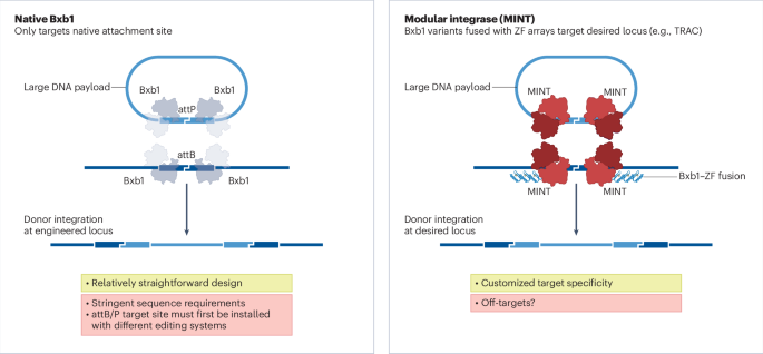 A retargeted recombinase for precise insertion of large DNA