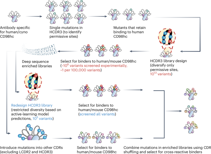 CD98hc-targeted antibody shuttles for central nervous system delivery with broad cross-species reactivity