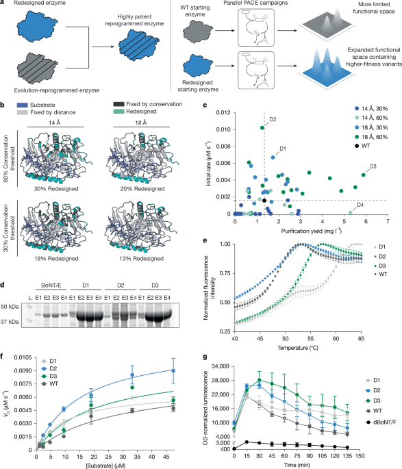 AI-redesigned starting points and outcomes enhance protein evolution