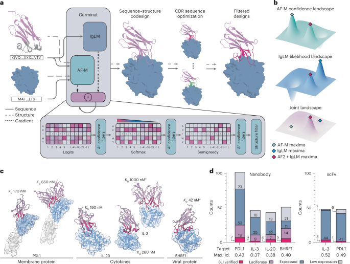 Efficient generation of epitope-targeted antibodies with Germinal
