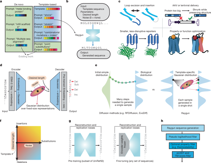 Miniaturizing and modifying natural proteins with Raygun