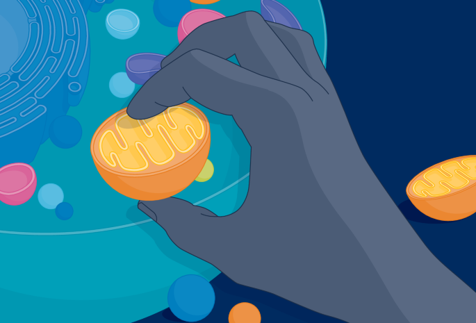 Programmable delivery of mitochondria to specific cell types