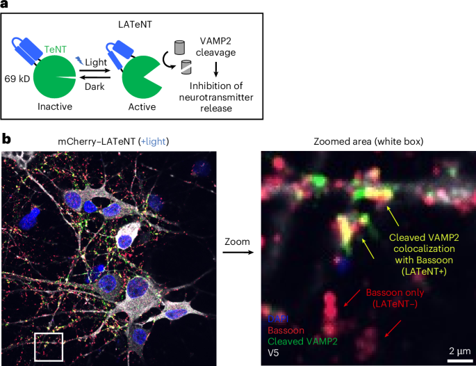 A light-controlled tetanus neurotoxin enables rapid and reversible synaptic inhibition in vivo