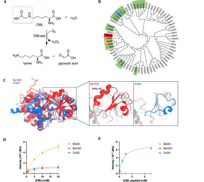 Reversal of protein chemical aging by enzymatic deglycation