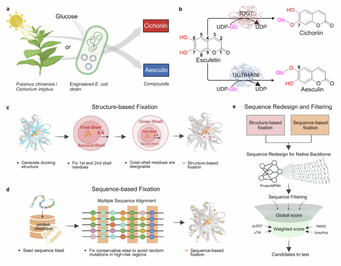 Sequence redesign of glycosyltransferases for enhanced heterologous expression and glycosylation efficiency in Escherich