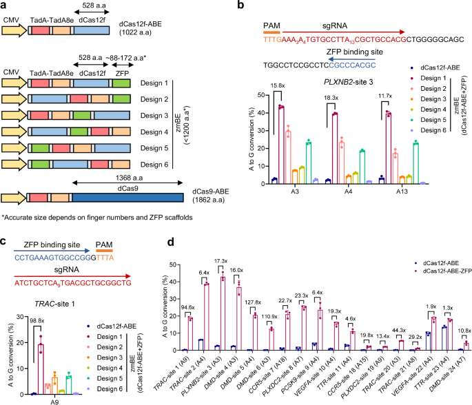 Incorporating AI-optimized zinc finger proteins enhances the efficiencies and targeting ranges of miniature base editors