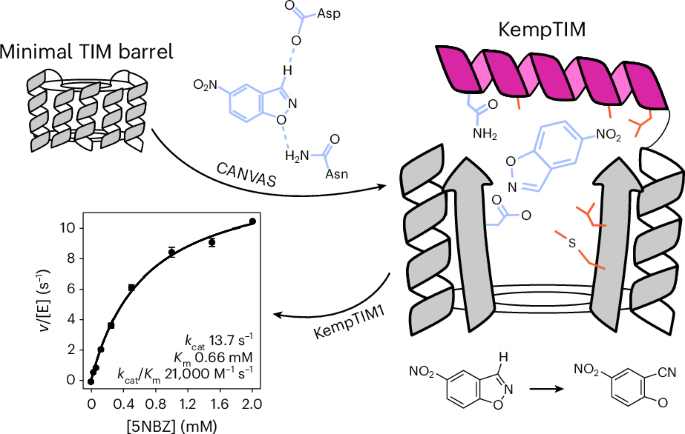 Customizing the structure of minimal TIM barrels to craft efficient de novo enzymes