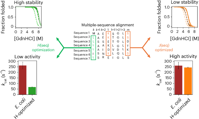 Protein stability is determined by single-site bias rather than pairwise covariance