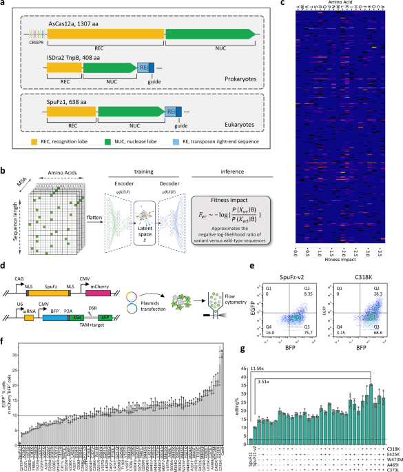 Deep learning–guided engineering of SpuFz1 and rational miniaturization of ωRNA enables efficient genome editing
