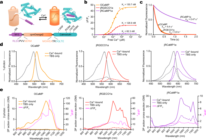 A sensitive orange fluorescent calcium ion indicator for imaging neural activity