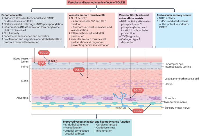 Cardioprotective properties of empagliflozin and other SGLT2 inhibitors