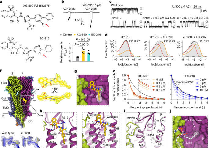 Correcting congenital myasthenia-associated acetylcholine receptor defects