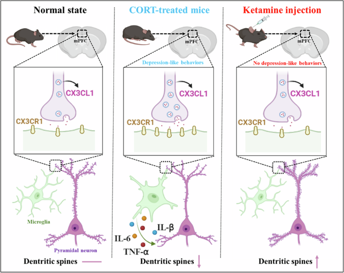 Antidepressant-like effects of ketamine involve CX3CL1/CX3CR1 signaling-mediated synaptic plasticity in the mPFC