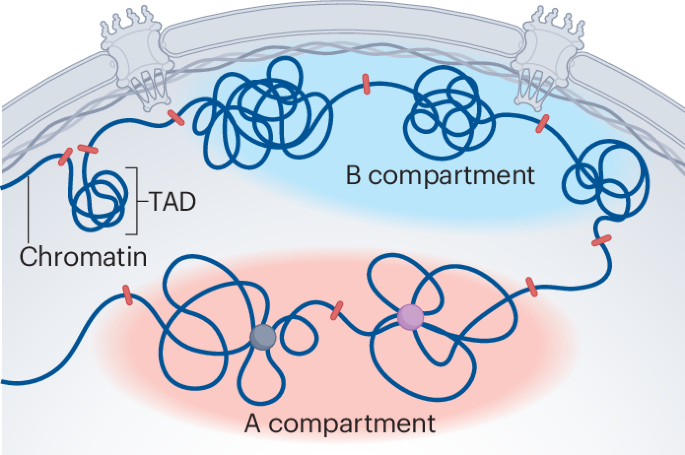Uncovering the role of chromatin organization and dynamics in heart disease
