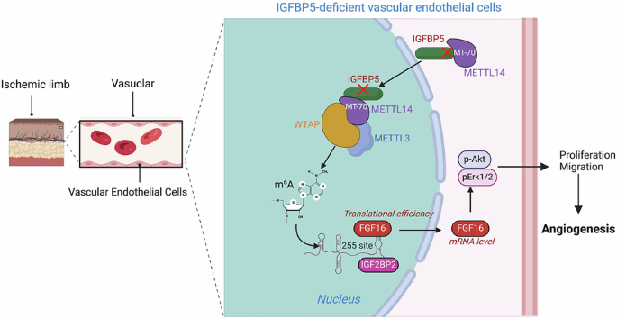 METTL14-dependent N6-methyladenosine modification of FGF16 participates in IGFBP5 deficiency-enhanced angiogenesis