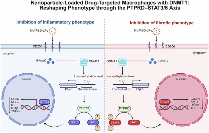 DNMT1-targeted macrophages delivering drug-loaded nanoparticles attenuate heart allograft fibrosis via PTPRD-STAT3/6 axi