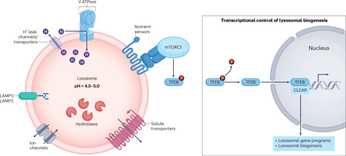 Established and emerging roles of lysosomal dysfunction in cardiac aging