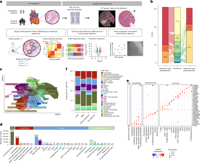 Dynamic cellular programs of human cardiac allograft rejection revealed by spatial transcriptomics