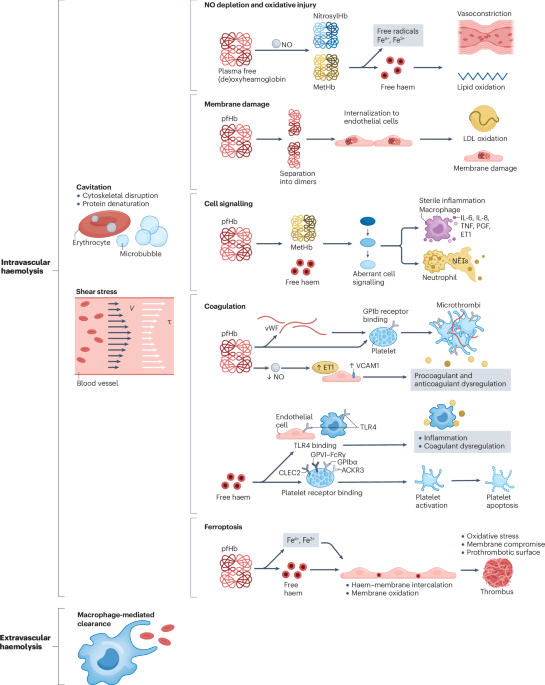 Haemolytic injury and cardiovascular disease