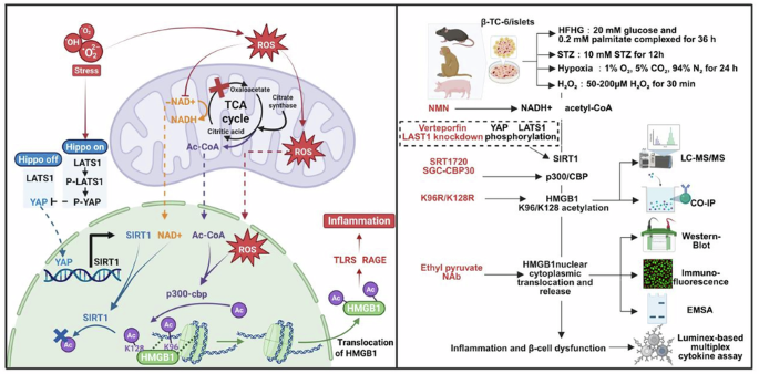 An epigenetic switch in β-cells links mitochondrial stress to inflammatory fate via HMGB1 acetylation
