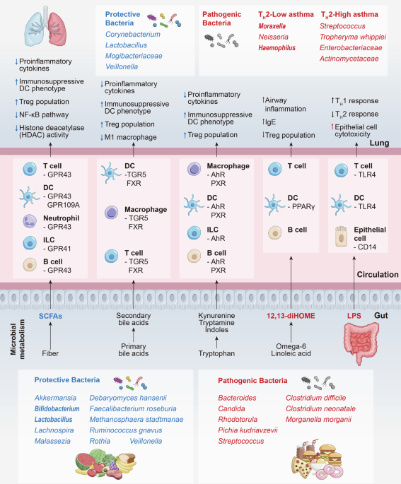 Mechanisms and therapeutic strategies of asthma: from bench to bedside