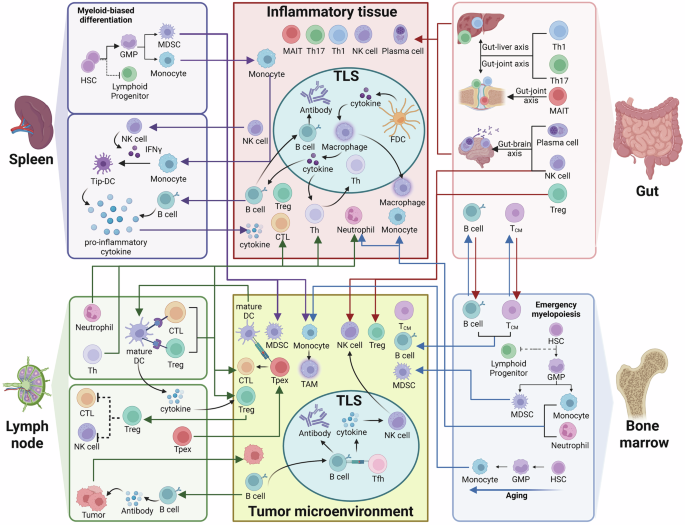 Migration of immune cells in tumors and inflammation: molecular mechanisms and therapeutic targets