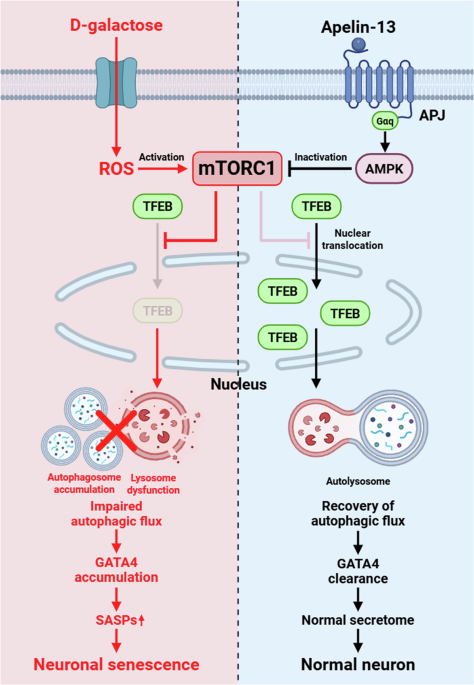 Apelin-13 prevents GATA4-mediated neuronal senescence by restoring autophagy through mTORC1 inhibition