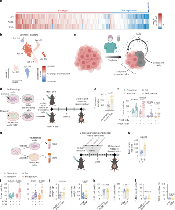 The chemotherapy-induced senescence-associated secretome promotes cell detachment and metastatic dissemination through m