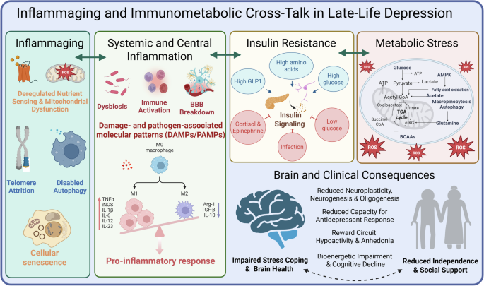 From inflammaging to precision psychiatry: metabolic–immune crosstalk as a driver of late-life depression trajectories
